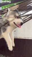 Husky Puppy Hangs Comfortably In Hammock GIF by ViralHog