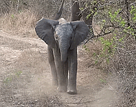 baby walking GIF