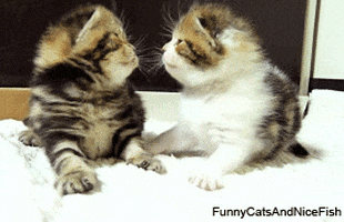 Sweet Kisses Cat GIF