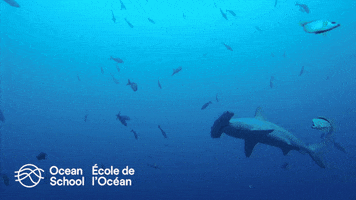 Ocean Scool - École de l'Océan GIF