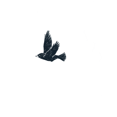 Bird GIF