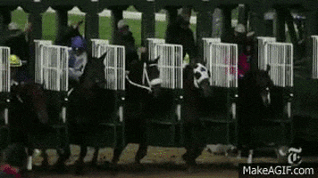 horse racing GIF