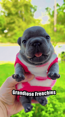Dance Puppy GIF by Grandiose Frenchies