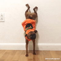 Zesty Dog Pittbull Twerking GIF - Zesty Dog Pittbull Twerking Dog Twerking  - Discover & Share GIFs