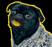 Black Dog Smile GIF by studioBIG