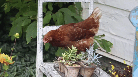 Skok kuře GIF od La vraie přírody