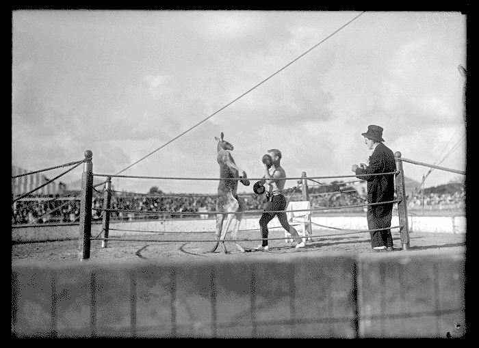 Boxer Kangaroo GIFs Get the best GIF on GIPHY