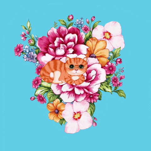 Cat GIF