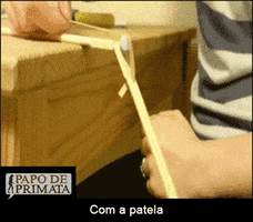 papodeprimata anatomia fisiologia GIF
