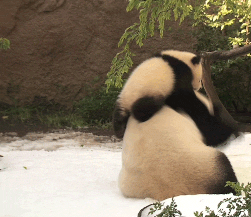 pandas fighting