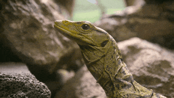 lizard reptiles GIF by San Diego Zoo