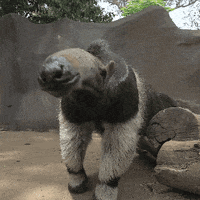 nose anteater GIF by San Diego Zoo