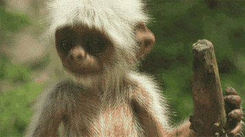reaction monkey gif