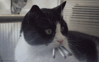 Video gif. Tuxedo Cat sits in a chair and looks around with four burning cigarettes in its mouth.