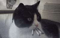 Cat Smoking GIF by sheepfilms