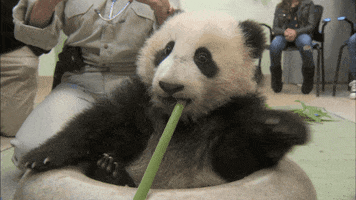 Baby Animals Play GIF by San Diego Zoo Wildlife Alliance