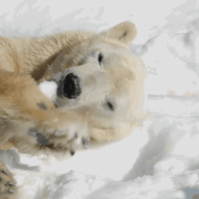 Eat Polar Bear GIF by San Diego Zoo Wildlife Alliance