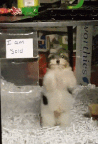 Video gif. A Maltese puppy stands on their two hind legs and paws at their pen in excitement. They're so excited they can't keep still and it looks like they're dancing. The sign next to the puppy reads, "I am sold!"