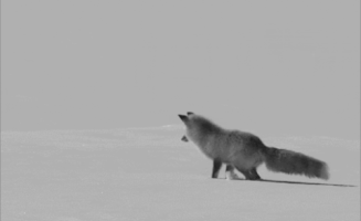 Tort clash of the titans GIF