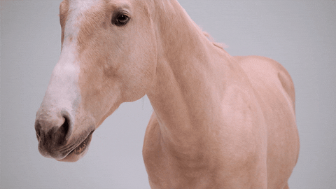 Real Estate Horse GIF by Domino Recording Co. - Find & Share on GIPHY