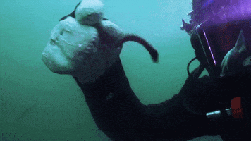 Bering Sea Gold GIF by Discovery