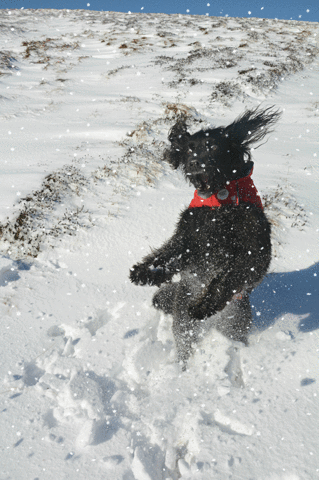 Badge snow jumping for joy falling snow pops mckendry GIF