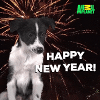 New Year Dog GIF by Animal Planet