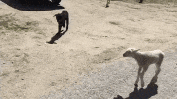 Goat Farm Fun GIF