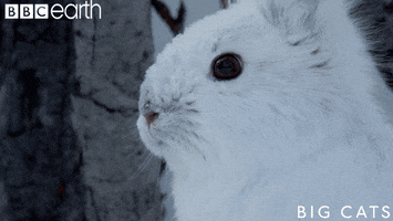 Big Cats Cat GIF by BBC Earth