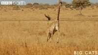 200w.gif?cid=790b76115d0fe09a43326865490b9b9a&rid=200w.gif