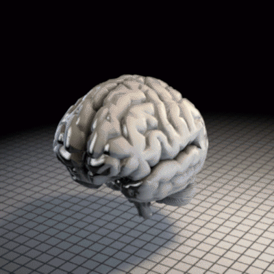 Brain-folds GIFs - Get the best GIF on GIPHY