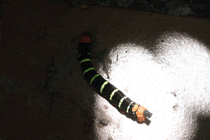 georgepalmer980 caterpillar raver psychodelic oruga GIF