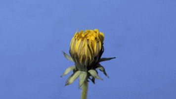 ruudcaris  GIF