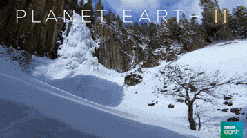 planet earth 2 snow GIF by BBC Earth