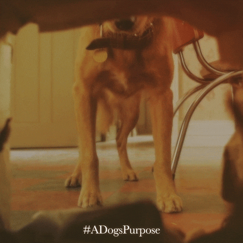 dogs trash GIF by A Dog's Purpose