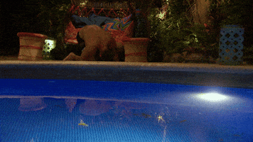 200.gif?cid=f0bdee70b2zh8trvkhuno47uhypmgh1qgjhjbb63ob2jsnd4&rid=200.gif&ct=g