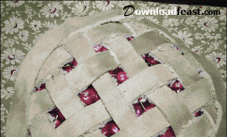 downloadfeast funny funny cats funny gifs cat gifs GIF