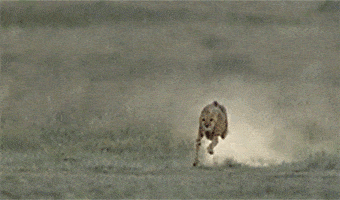 ruudcaris  GIF