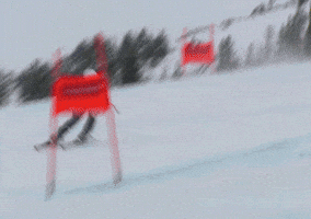 talbotbohemiacardinal  GIF