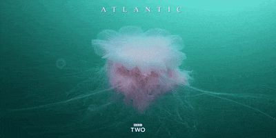 bbc two jellyfish GIF by BBC