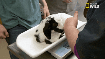 Nat Geo Wild Pet GIF by The Incredible Dr. Pol