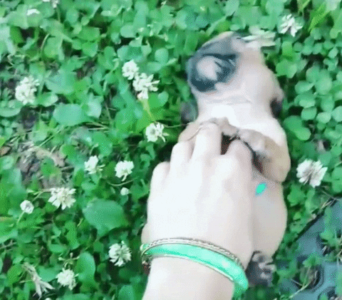 Cute Puppy GIF - Find & Share on GIPHY