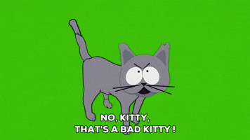 angry cat GIF by South Park 