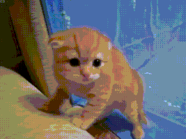 kitten aww GIF by JustViral.Net