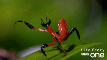 bbc one bugs GIF by BBC