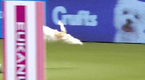 Jack Russell Falling GIF by Yosub Kim, Content Strategy Director - Find & Share on GIPHY