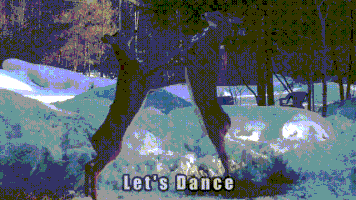 c2fuyzyxbubnbwfpbc5jb20 fight dance deer white-tailed deer GIF