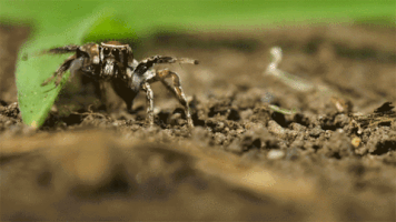 Discovery Channel Dance Gif By Discovery