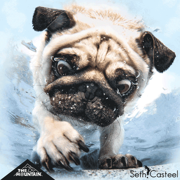 mountainartwear dog dogs swimming swim GIF