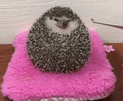 irenechernuha hedgehog GIF